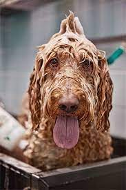 Users can easily use this information to select the petco gift card that they desire. Dog Grooming Tips For Pet Parents Petco