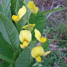 Image result for Crotalaria misella