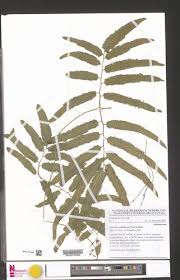 Image result for Lygodium smithianum