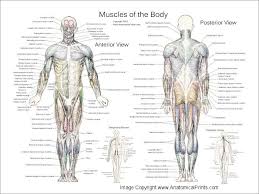 Learn this topic fast with head and neck muscle anatomy reference charts. Chiropractic Posters Muscle Anatomy Chart Set Muscle Anatomy Human Body Muscles Muscle Diagram