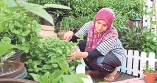 Dalam budidaya jahe dalam karung atau polybag mesti dimulai dari pembibitan yang benar sampai dengan pemupukan yang tepat. Berkongsi Rezeki Hasil Tanaman