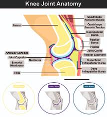 Raises and rotates arm in all directions. Human Knee Joint Anatomy Structure Contents Including Bones Femur Tibia Patella Cavity Muscle Tendon Capsule Synovial Membrane Ligament Superficial Deep Bursa Diagram Education Medical Ù…ÙˆÙ‚Ø¹ ØªØµÙ…ÙŠÙ…ÙŠ
