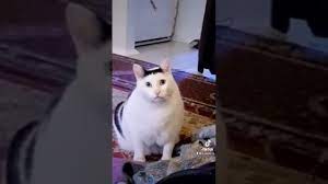 BRUH Cat - YouTube