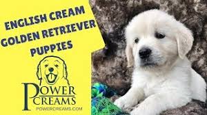 We are quality english teddybear goldendoodle puppy breeders in boise, idaho of f1 and f1b mini and medium goldendoodles. English Cream Golden Retriever Puppies For Sale Boise Idaho