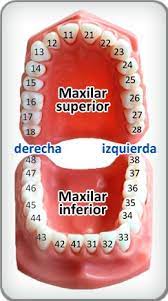 Numeracion Dental O Cual Es El Numero De Los Dientes Traveltodentist