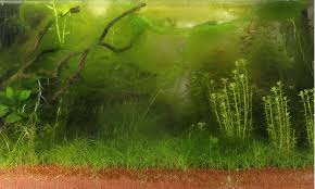 Some say inadequate lighting causes it, and other say too much lighting causes it. Algae Control