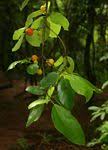 Image result for Ficus exasperata