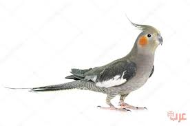 طائر الكروان ومعلومات عن طائر الكوكتيل Bird Animals Crown