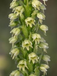 Image result for Dyschoriste albiflora