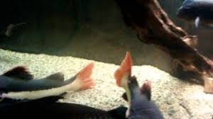 Webzoo tilbyr utallige varianter med akvarium fra anerkjente produsenter. My 5000 Liter Aquarium Youtube