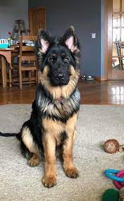 Check spelling or type a new query. German Shepherd Puppies Wisconsin Adoption Pets Lovers