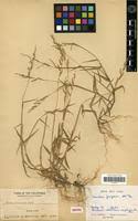 Image result for Urochloa villosa