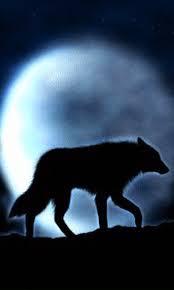 Free Moving Wolf Screensavers Moon Wolf 480x800 Free Screensaver Wallpaper Wolf With Blue Eyes Wolf Wallpaper Wolf Love