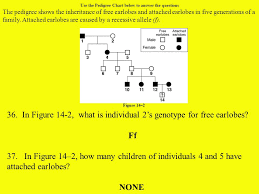 chapter 14 the human genome ppt video online download