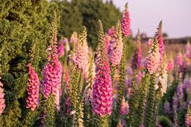 Nouvelle espèce issue du croisement entre la digitale nord américaine et la digitale des canaries, ce qui apporte un esprit exotique dans les couleurs. Growing Foxglove Mdash Planting Caring For Digitalis Flowers Garden Design