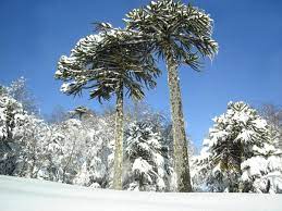 Jul 09, 2021 · to grow a monkey puzzle tree successfully, you will need a warm climate and an area with ample sunlight. The Monkey Puzzle Tree An Unusual And Endangered Plant Owlcation