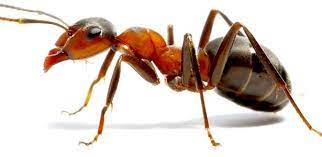 Formiga ( iridomyrmex purpureus ). Formiga Higicontrol