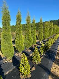 Image result for Cupressus torulosa