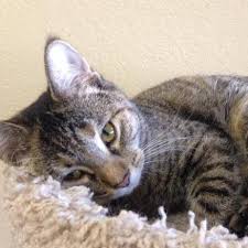 Whiskers & tails rescue foundation adoption event. Pet Tales Rescue Home Facebook