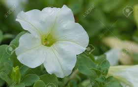 Image result for Petunia axillaris