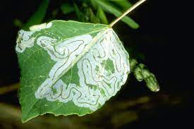 Many flowers, shrubs, trees, and grasses make very little or even no pollen. Aspen Trees Common Problems What To Do Lam Tree Service