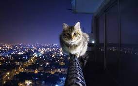 Pets Cats Pretty Cats Cat Symbolism