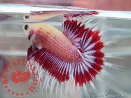 Pin On Betta Fish