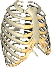 Rib cage is on facebook. Ribcage Gif 382 500 Pixels Rib Cage Cage Rib