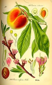 Some types of ideals and filters, such as: Peach Wikipedia