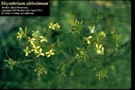 Image result for Sisymbrium