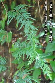 Image result for Selaginella versicolor