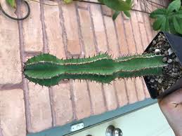 Image result for Euphorbia fortissima