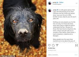 Dans ce roman, le chiot est accusé d'un crime. Prince William And Kate Middleton S Dear Dog Lupo Dies Daily Mail Online