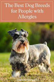 The Best Dog Breeds For People With Allergies Chug Dog Dog Breeds Best Dog Breeds