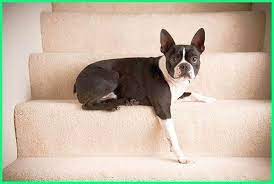  18 Foto Anjing Lucu Imut 10 Jenis Anjing Kecil Yang Lucu Imut Banget Hewan Source Www Pinterest Cl 10 Jenis Anjing Kecil Yang Lucu I Anjing Terrier Hewan