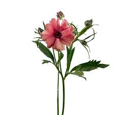 Image result for Ranunculus raeae