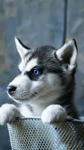 Huskies Are So Cute Husky Puppy Puppies Cute Little Animals