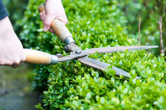 Gloved gardener trimming a green hedge with shears
