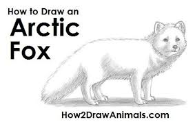 Well this is my last tutorial for the day and it will be on a fury animal named the arctic fox. Arctic Fox Drawing Arctic Fox Art Arctic Fox Arctic Fox Drawing