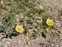 Image result for Sida serratifolia