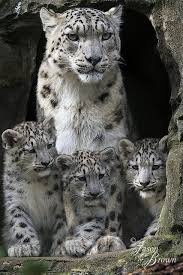 Un Leopard Des Neiges Et Ses Petits Animals Wild Cats Animals Beautiful