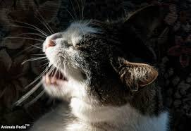 Susan dawson, severine tasker, albert lloret. Feline Bordetella Kennel Cough In Cats Symptoms Causes Diagnosis And Treatments Animals Pedia