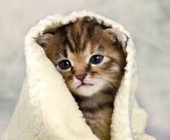 Penyebab kucing terkena penyakit demam terdiri dari beberapa indikator seperti peradangan, infeksi bakteria, virus penyakit, kekebalan tubuh menurun, hingga alergi oleh ubat ubatan. Penyebab Dan 8 Cara Mengobati Kucing Demam Ampuh