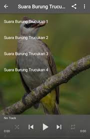 Aug 16, 2021 · cara masteran burung kicauan menggunakan mp3 gambar burung kicau. Suara Burung Trucukan For Android Apk Download
