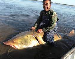 Villages Snare Million Yuan Fish In Heilongjiang People S Daily Online Fish Sturgeon Fish Monster Fishing