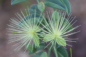 Image result for Maerua edulis