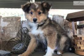 The australian shepherd poodle mix, also commonly called the aussiedoodle or the aussiepoo is a cross between a purebred poodle and a purebred australian shepherd. Australian Shepherd Puppy For Sale Near Akron Canton Ohio 58cf8a9e 2d01
