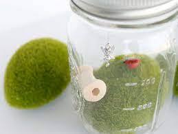 We did not find results for: Mini Fairy Garden In A Jar Fun365