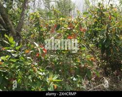 Image result for Clutia pulchella