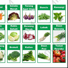 Selain itu, penjualan sayuran organik akan lebih menguntungkan daripada sayuran biasa. 5. Kt2 Paket 30 Benih Kebun Hidroponik Biji Bibit Jenis Sayur Sayuran Lengkap Shopee Indonesia
